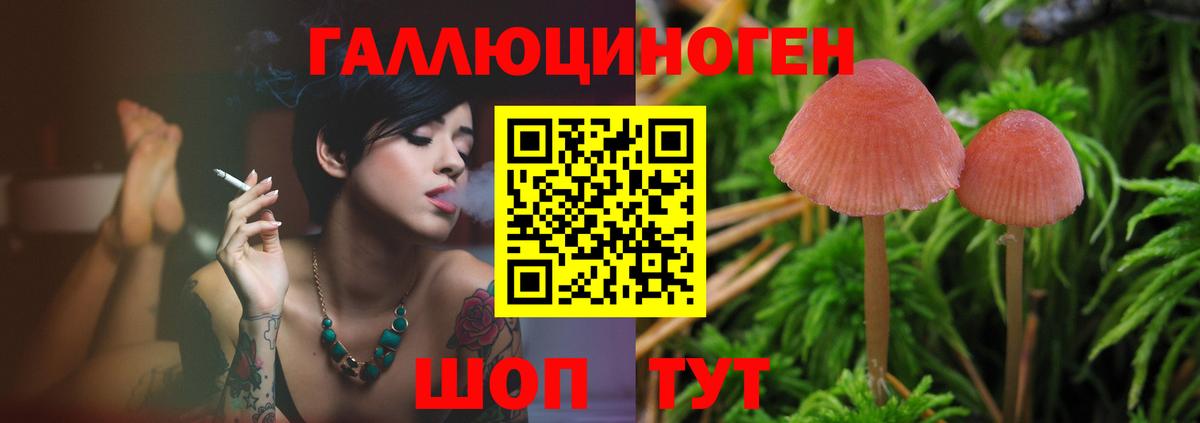 Галлюциногенные грибы Psilocybe Гай